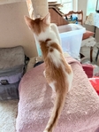 Boy Kitten Affectionate Friendly Purrs