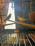 parakeets for sell