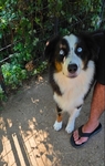 AKC reg aussie female to rehome!