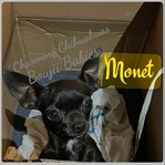 Beautiful Black Adult Female Chihuahua