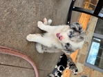 Border Aussie puppies