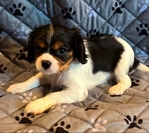Cavalier King Charles Spaniels