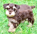 AKC Toy/Miniature Schnauzer Male Puppies