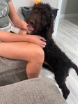 Goldendoodle Puppies - One Left