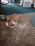 Free kitty >😺