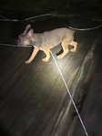 6 month old French Bulldog pup