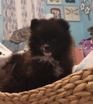 Pomeranian puppies