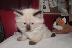 Ragdoll kittens for sale