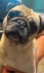 Black Pug For Adoption
