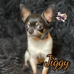 Rehoming Adult Male Applehead Chihuahua
