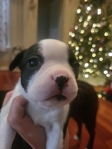 Boston Terrier Puppies