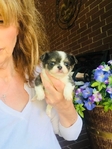 Chihuahua puppies Look!