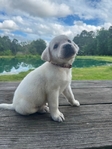 Cream White Labrador Puppies Available