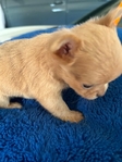 Apple Head Korean Chihuahua