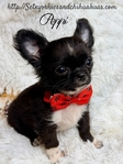 AKC Micro Male AKC Applehead Longcoat Chihuahuas