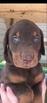 Doberman Puppies for sale