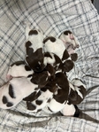 AKC GSP German Pointer Puppies