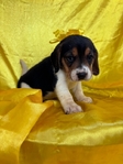 Beagle puppies AKC