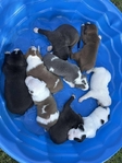 Pitbull puppies