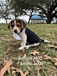 Beagle Puppies AKC