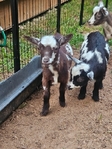 Baby nigerian goats