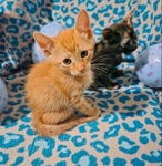 Free kittens, July 19th 2025 birthday, 2 males and 3 females!