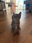 Adorable rescue ready for furever home!