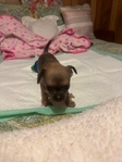 AKC Chihuahuas