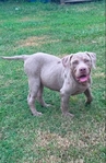 American Bully puppies
