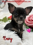Beautiful AKC Female Black Tri Female Micro Chihuahua