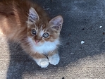 Free Kittens Silsbee