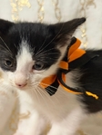 Free Kittens to good home! One female left!