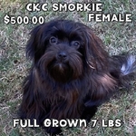 CKC SMORKIE FEMALE 7 MONTHS OLD