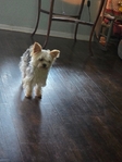 For Sale Parti Yorkies