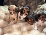 Mini Longhair Dachshunds