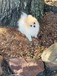 Teacup Pomeranian Female