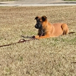 AKC Working Belgian Malinois Pups