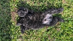 AKC Reg Minature Schnauzer