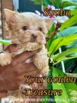 AKC Tiny Male Colorful Yorkies