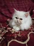 Persian kitten