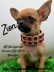 AKC Mini Male Applehead Chihuahua