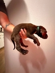 Lab/GSP mix! 7 weeks old vaccinated and wormed puppies!