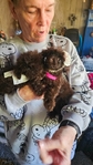 toy poodles $800