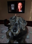 Free Irish wolfhound