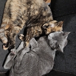 Free kittens, July 19th 2025 birthday, 2 males and 3 females!