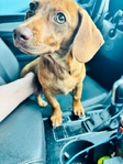Red Dapple Dachshund