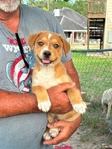 Free Puppies