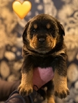 Rottweiler puppies- Male & Female
