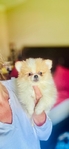 Pomeranian puppies