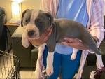 American Pittbulls for sale